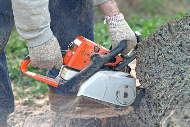 Professional Tree Care in Burnet, TX