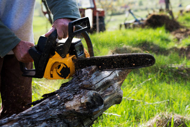 How Our Tree Care Process Works  in  Burnet, TX